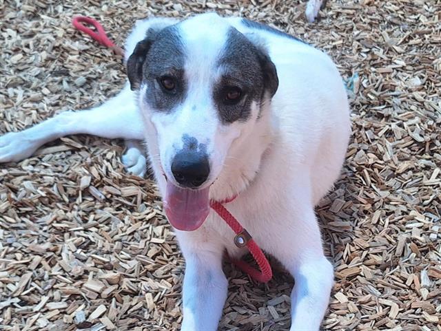 adoptable Dog in Albuquerque, NM named TIMBER