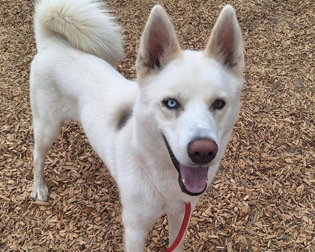 adoptable Dog in Albuquerque, NM named INDIO