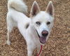 adoptable Dog in , NM named INDIO