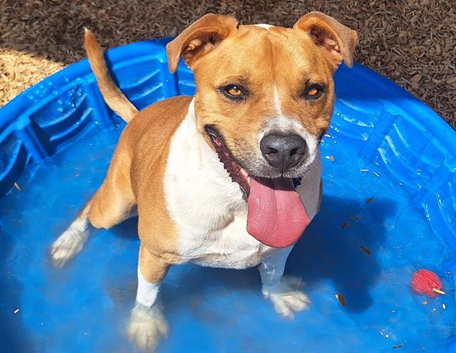 adoptable Dog in Albuquerque, NM named MILO