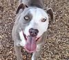 adoptable Dog in albuquerque, NM named STITCH