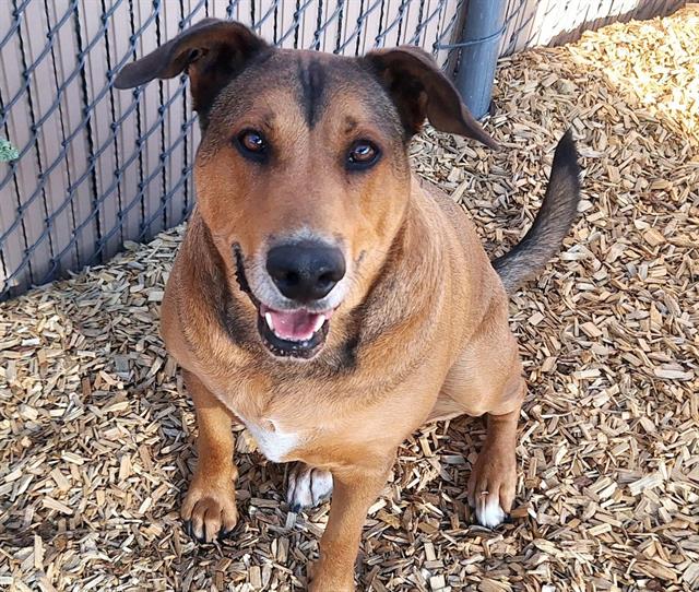 adoptable Dog in Albuquerque, NM named DIESEL