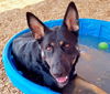 adoptable Dog in Albuquerque, NM named BLACKSTAR