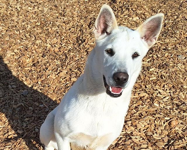 adoptable Dog in Albuquerque, NM named NOLA