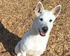 adoptable Dog in , NM named NOLA