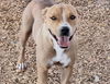 adoptable Dog in , NM named LIONESS