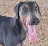 adoptable Dog in , NM named MELMON