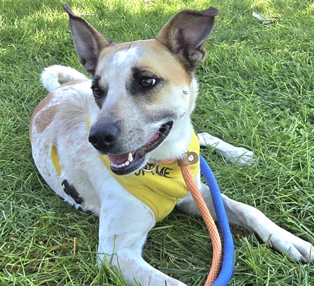 adoptable Dog in Albuquerque, NM named QUEEN