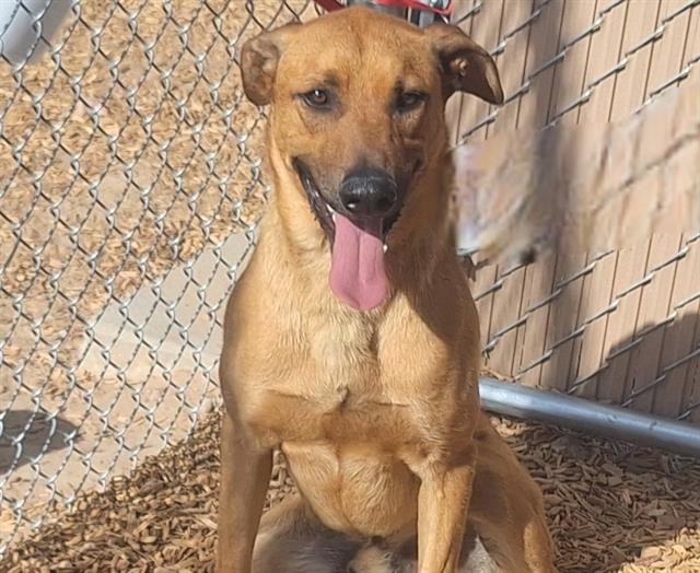 adoptable Dog in Albuquerque, NM named CAIRO