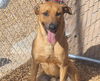 adoptable Dog in Albuquerque, NM named CAIRO