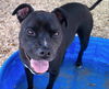 adoptable Dog in , NM named LAVERNE