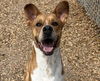 adoptable Dog in , NM named COPPER