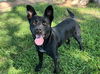 adoptable Dog in Albuquerque, NM named JADA