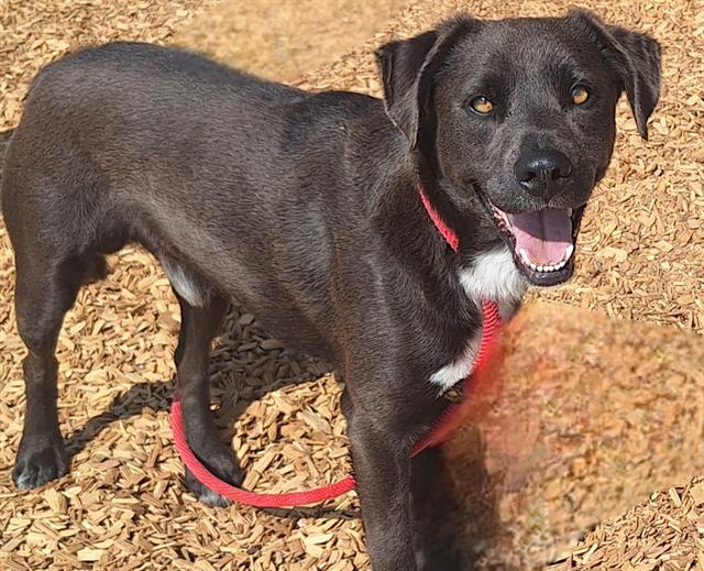 adoptable Dog in Albuquerque, NM named MOOSE