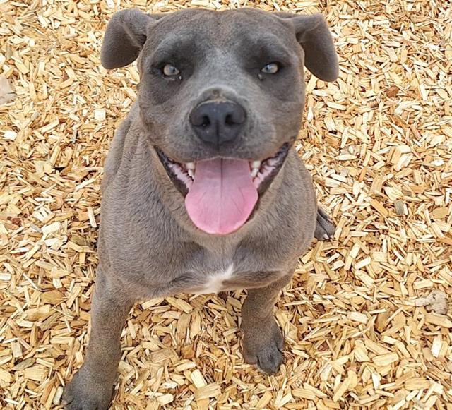 adoptable Dog in Albuquerque, NM named TILLY