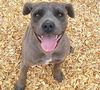 adoptable Dog in Albuquerque, NM named TILLY