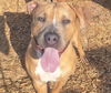 adoptable Dog in , NM named ORION