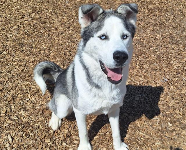 adoptable Dog in Albuquerque, NM named HUSK