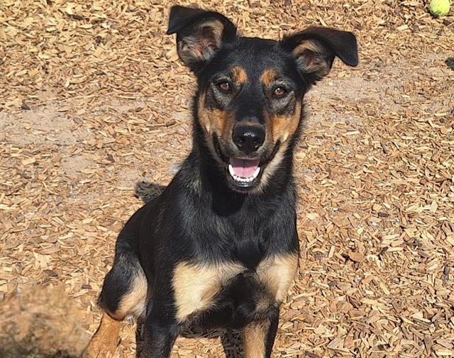 adoptable Dog in Albuquerque, NM named NIVEA