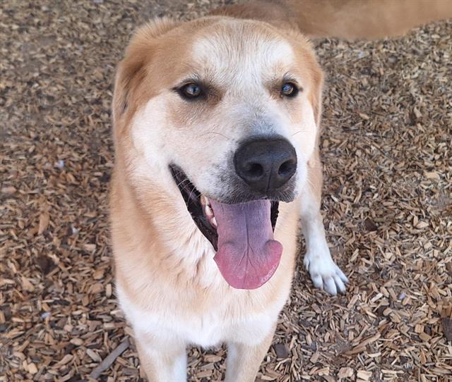 adoptable Dog in Albuquerque, NM named APOLLO