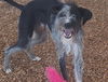 adoptable Dog in , NM named LUCA