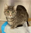 adoptable Cat in , NM named OLIVE