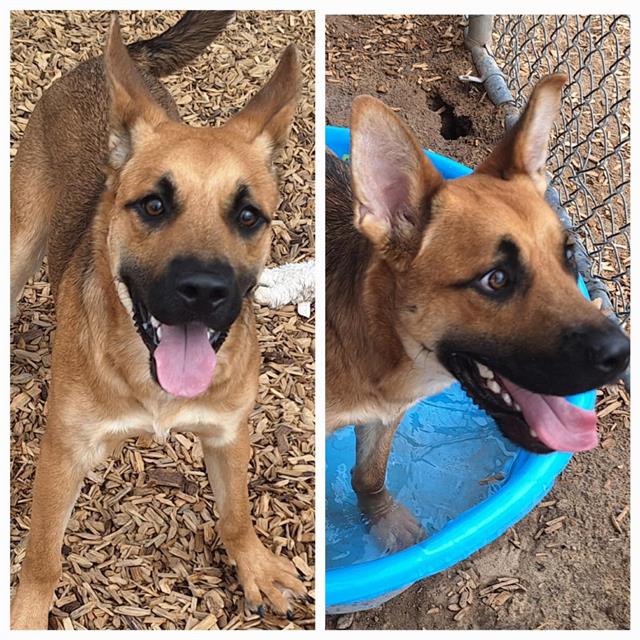 adoptable Dog in Albuquerque, NM named LUCKY