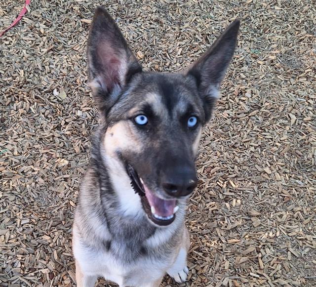 adoptable Dog in Albuquerque, NM named PEARL