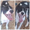 adoptable Dog in albuquerque, NM named PHANTON