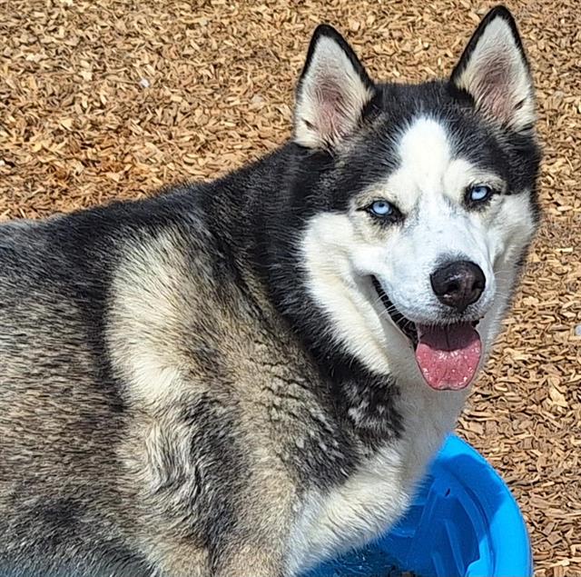 adoptable Dog in Albuquerque, NM named KOOKY