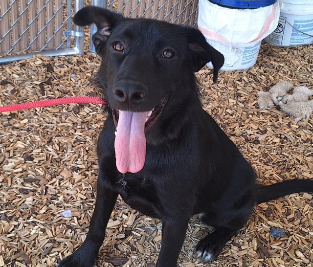 adoptable Dog in Albuquerque, NM named TOOTS