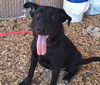 adoptable Dog in , NM named TOOTS