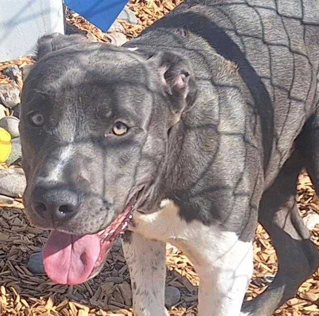 adoptable Dog in Albuquerque, NM named STEVE-O