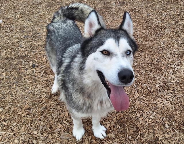 adoptable Dog in Albuquerque, NM named MILO