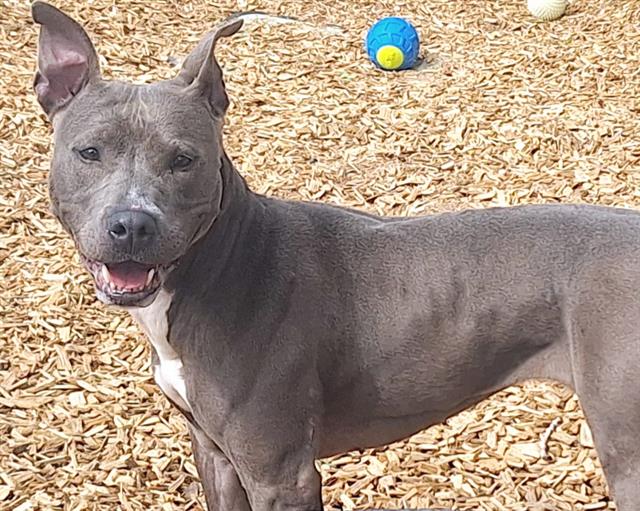 adoptable Dog in Albuquerque, NM named DIAMOND