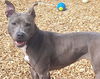 adoptable Dog in , NM named DIAMOND