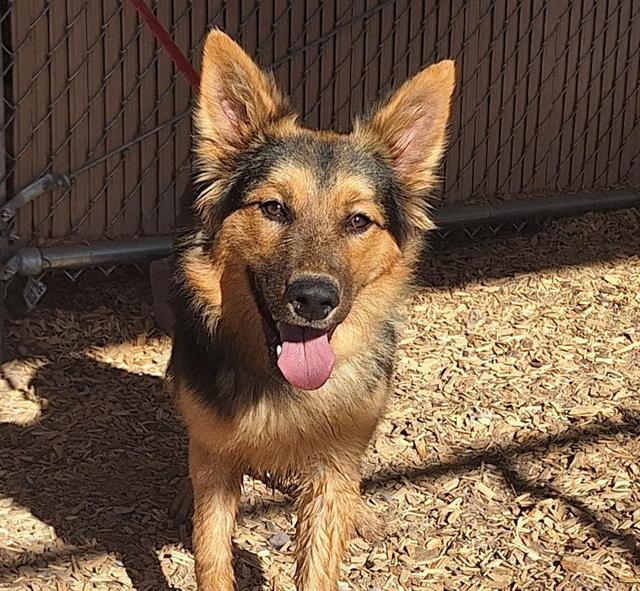 adoptable Dog in Albuquerque, NM named SALLY