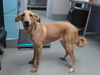 adoptable Dog in , NM named LEAH