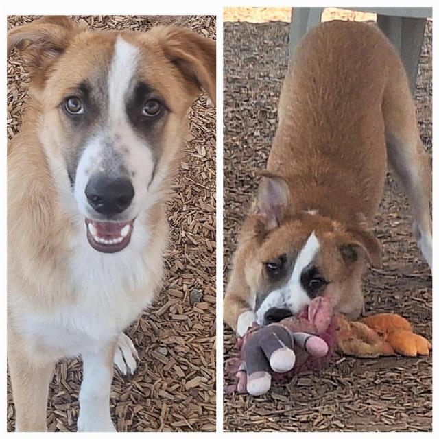 adoptable Dog in Albuquerque, NM named BOOP