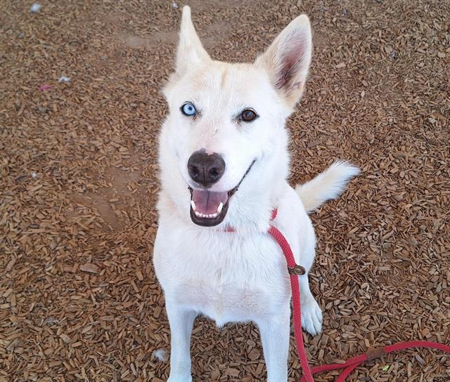 adoptable Dog in Albuquerque, NM named YUKI