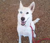 adoptable Dog in , NM named YUKI