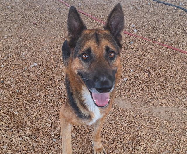 adoptable Dog in Albuquerque, NM named BUDDY