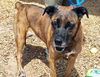 adoptable Dog in , NM named LEIA