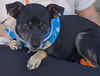 adoptable Dog in , NM named LUCY