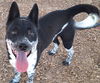 adoptable Dog in , NM named PRINCE CASPIAN