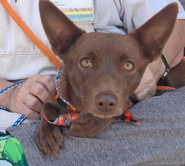 adoptable Dog in Albuquerque, NM named CHICKO