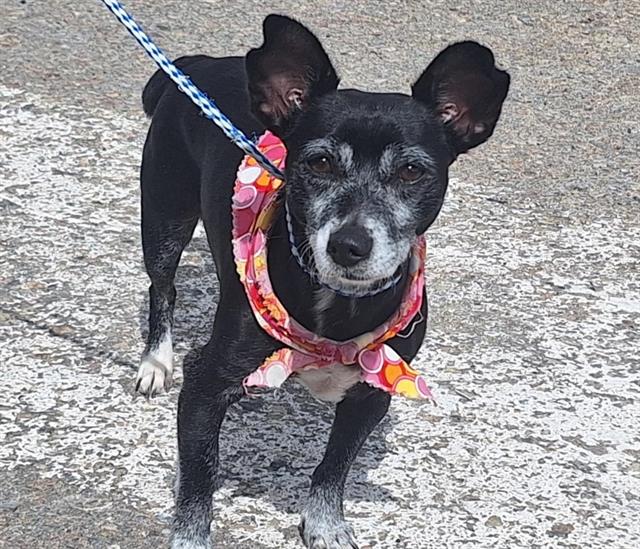 adoptable Dog in Albuquerque, NM named BLACKY