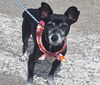 adoptable Dog in , NM named BLACKY