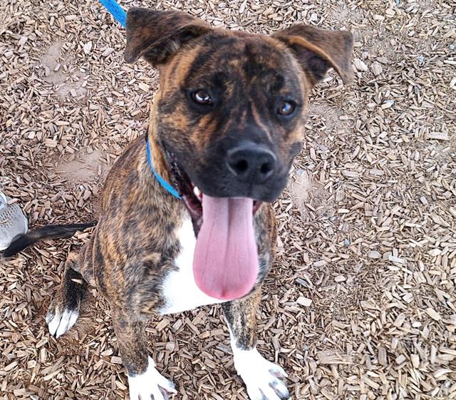 adoptable Dog in Albuquerque, NM named ZEKE