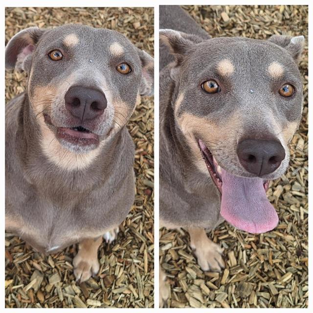 adoptable Dog in Albuquerque, NM named TATER